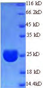 Rekombináns Escherichia coli O9:H4 Külső membrán lipoprotein hordozó fehérje (lolA)
