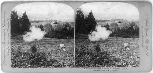 HistoricalFindings Fotó: Fotó: Stereograph,Szárny Lövés,fürjvadászat A Nyugati,c1902,Vadász,Füst